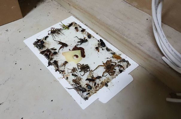 Sticky trap covered with various insects and spiders, illustrating Australia’s land of nope unique wildlife challenge.