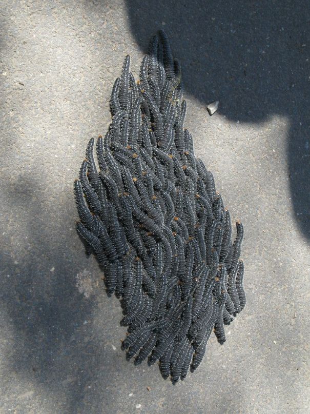 Cluster of dark blue caterpillars on the ground, showcasing a creepy crawl in Australia, the land of nope.