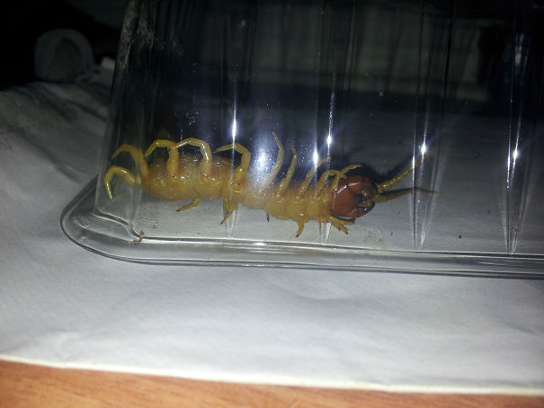 Centipede trapped under a clear plastic container, illustrating dangerous creatures found in Australia’s land of nope.