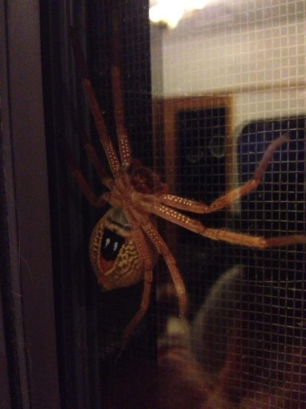 Giant Australian spider on window screen, showcasing the country’s notorious wildlife.