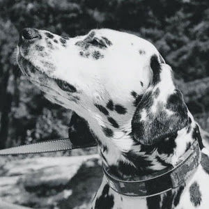 danypierce-knies avatar