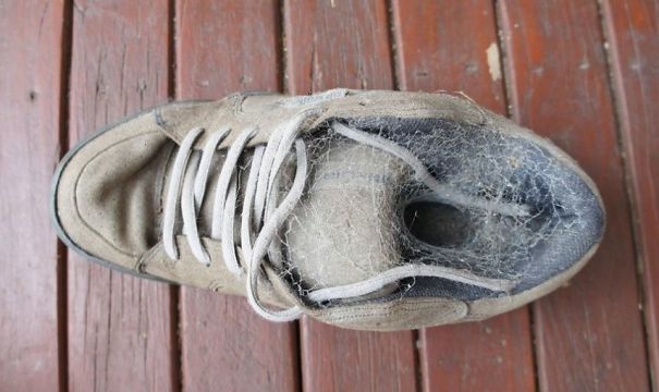 Old worn sneaker covered in spider webs on wooden floor, illustrating unusual and creepy aspects of Australia.