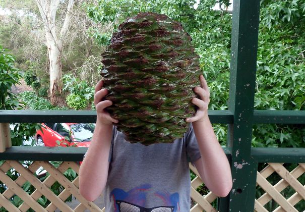 Person holding a giant pine cone in Australia, illustrating the unique nature of the land.