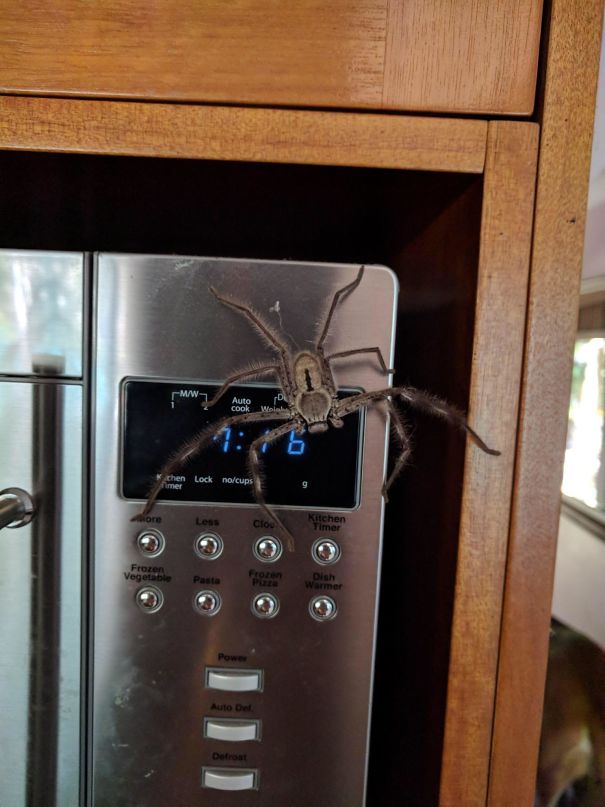 Large spider on a microwave in Australia.