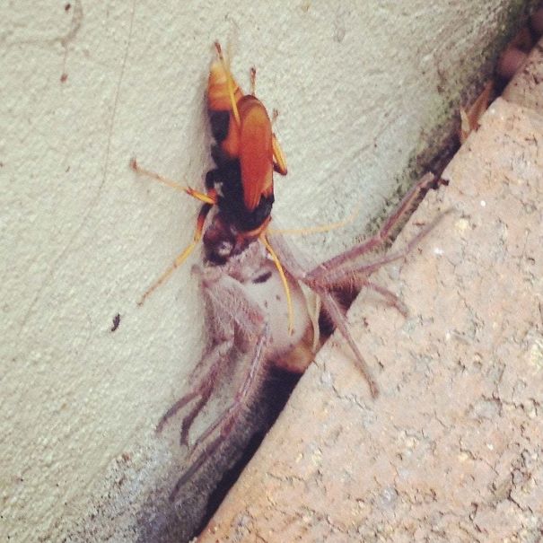 Close-up of an unusual insect encounter showcasing dangerous Australian wildlife, highlighting why Australia is the land of nope.