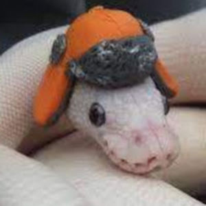 fionarichardson avatar