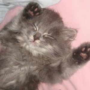 rubybegonia99 avatar