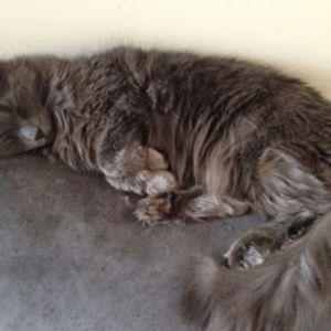 einsteinthecat avatar