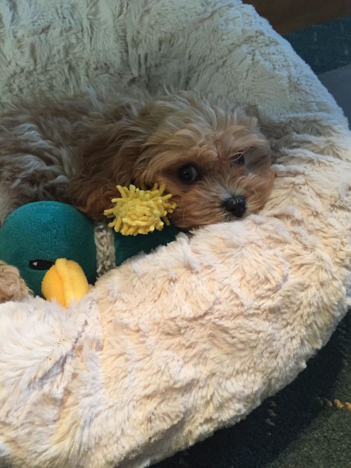 When Your Boss Brings Her Puppy To Work And Then Makes A Comment Along The Lines Of: “Maybe I Should Just Pay Everyone Quarter Pay When He’s Here Cuz Nobody Gets Any Work Done.” Wtf