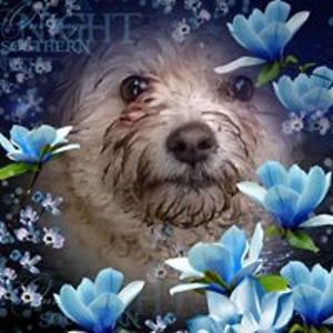 upstategirlinwa avatar