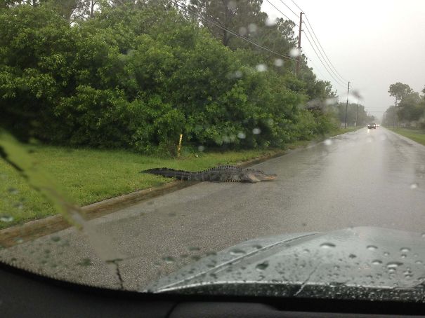 Meanwhile In Florida