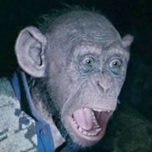 veryrudemonkey avatar