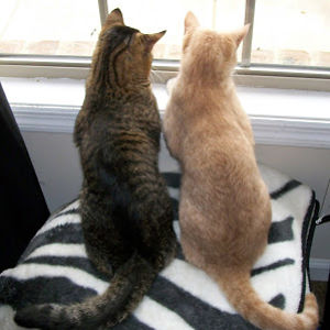 rhondaherring avatar