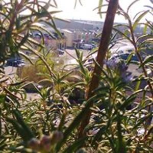 barbora_kosova avatar