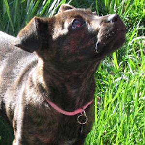 josephinehazel avatar