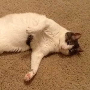 starlenespencer avatar