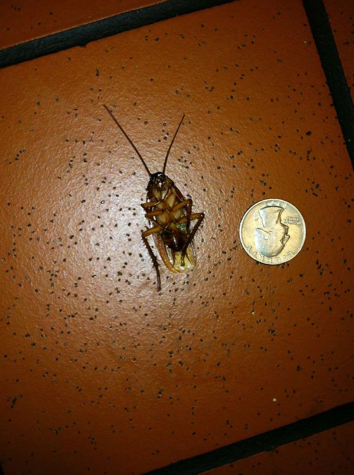 As A Former Manager At McDonald's I Was Forced By My Supervisors To Keep Our Little Infestation A Secret...