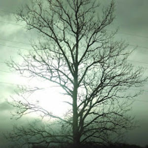 luettaledyard avatar