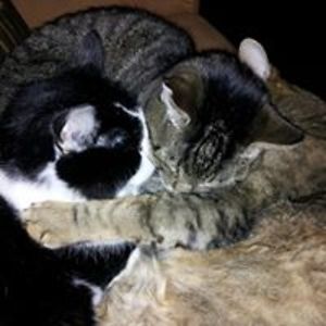 roze_wolownik avatar