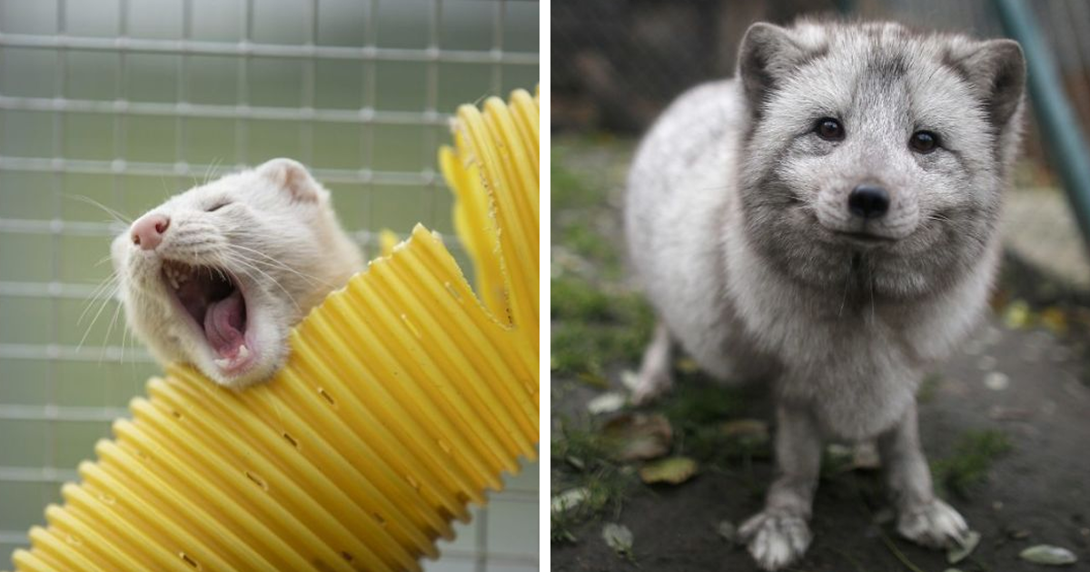 Наживую. Как вырастают животные. Fuzzy animal Composite in Photoshop.