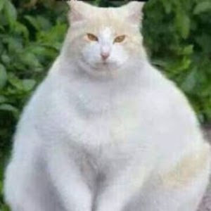 caroletrujillo avatar