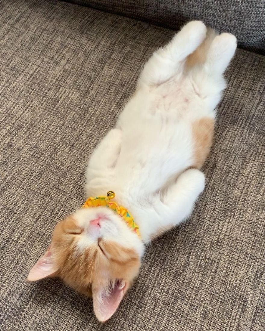 8 Pics Of Adorable Munchkin Kitten That Sleeps Like A Human 8 Pics Of Adorable Munchkin Kitten That Sleeps Like A Human