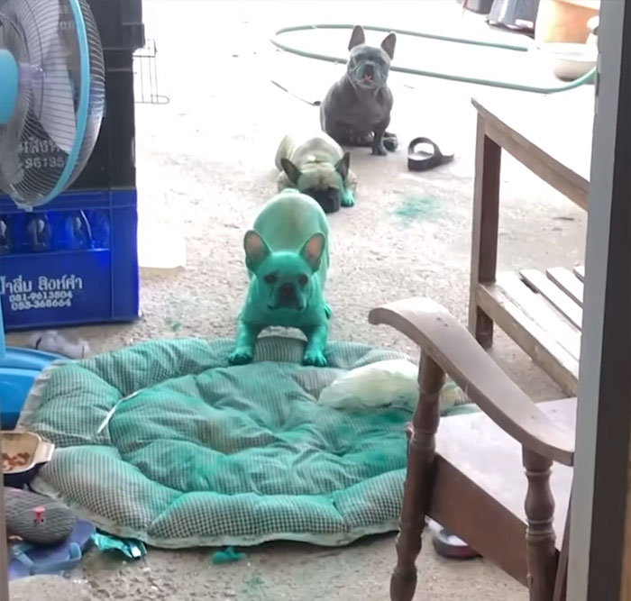 Two French Bulldogs Who Accidentally Cover Themselves In Green Become Viral Two French Bulldogs Who Accidentally Cover Themselves In Green Become Viral