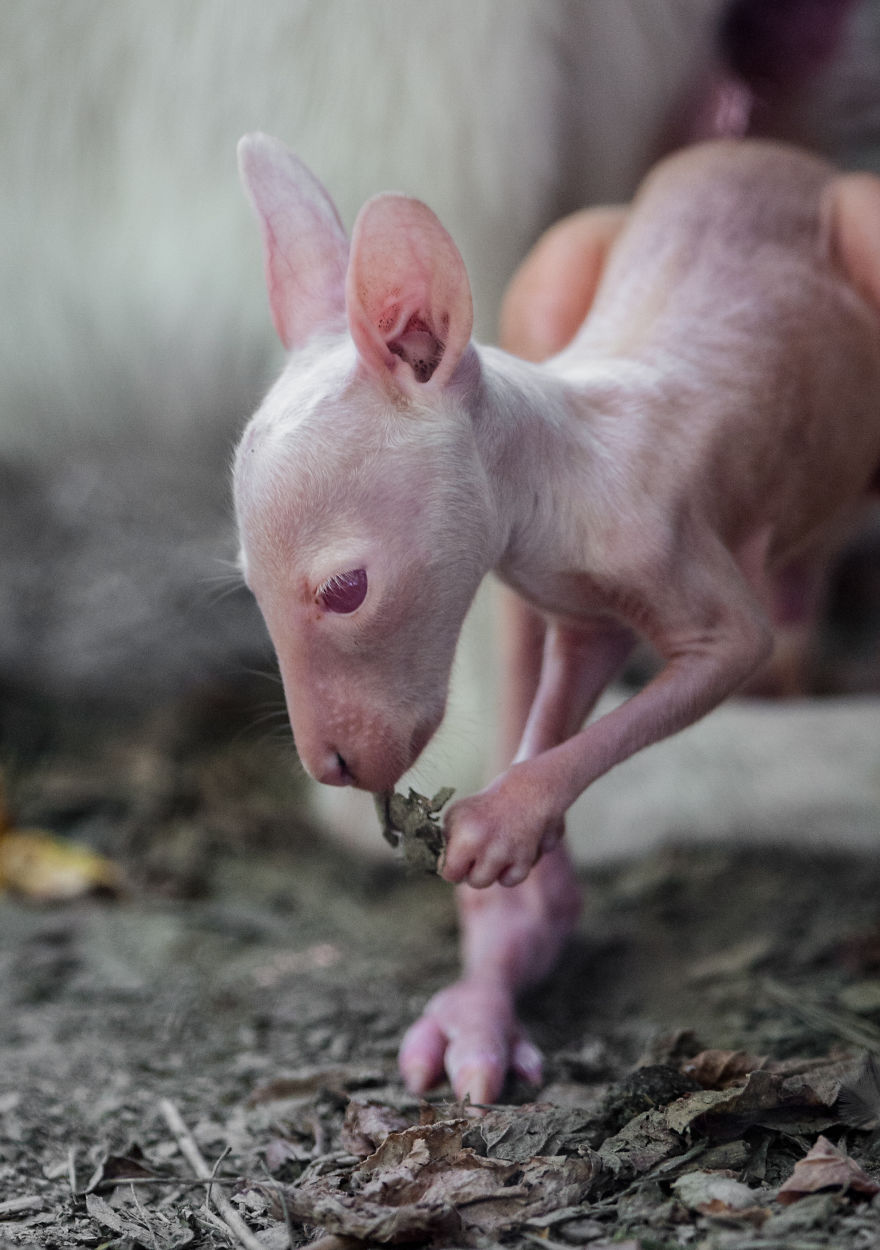 Here Is A Chance For Anyone Who Hasn't Seen A Baby White Kangaroo Here Is A Chance For Anyone Who Hasn't Seen A Baby White Kangaroo