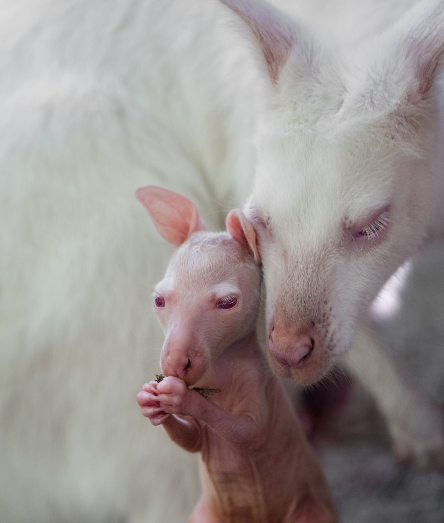 Here Is A Chance For Anyone Who Hasn't Seen A Baby White Kangaroo Here Is A Chance For Anyone Who Hasn't Seen A Baby White Kangaroo