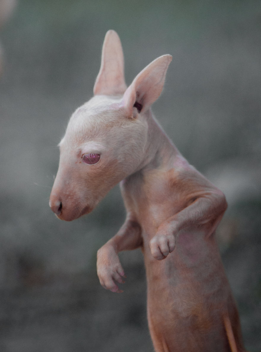 Here Is A Chance For Anyone Who Hasn't Seen A Baby White Kangaroo