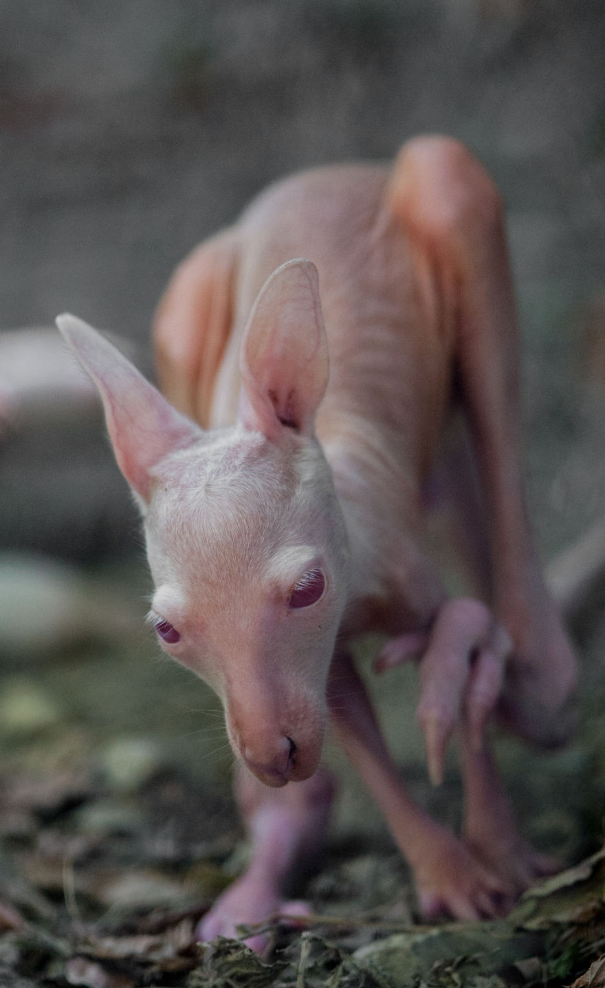 Here Is A Chance For Anyone Who Hasn't Seen A Baby White Kangaroo Here Is A Chance For Anyone Who Hasn't Seen A Baby White Kangaroo