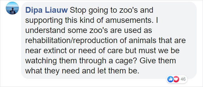 Tourists Throw Rocks At Panda Because They're Bored She's Sleeping Tourists Throw Rocks At Panda Because They're Bored She's Sleeping