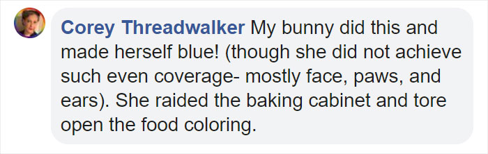 Two French Bulldogs Who Accidentally Cover Themselves In Green Become Viral Two French Bulldogs Who Accidentally Cover Themselves In Green Become Viral