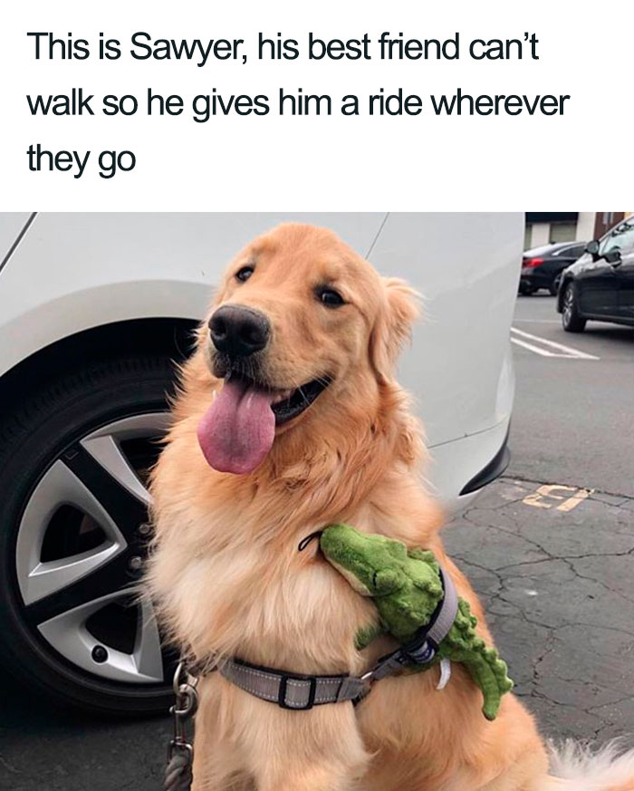 Wholesome-Dog-Posts