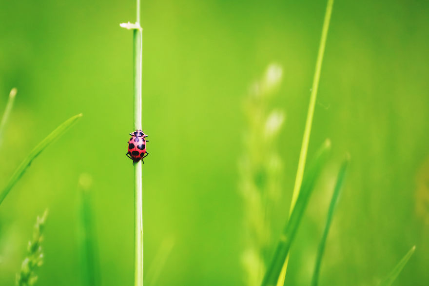 Ladybug In The Grass