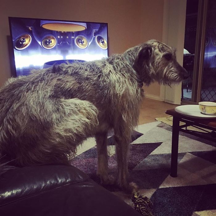 Just Irish Wolfhound Things...
