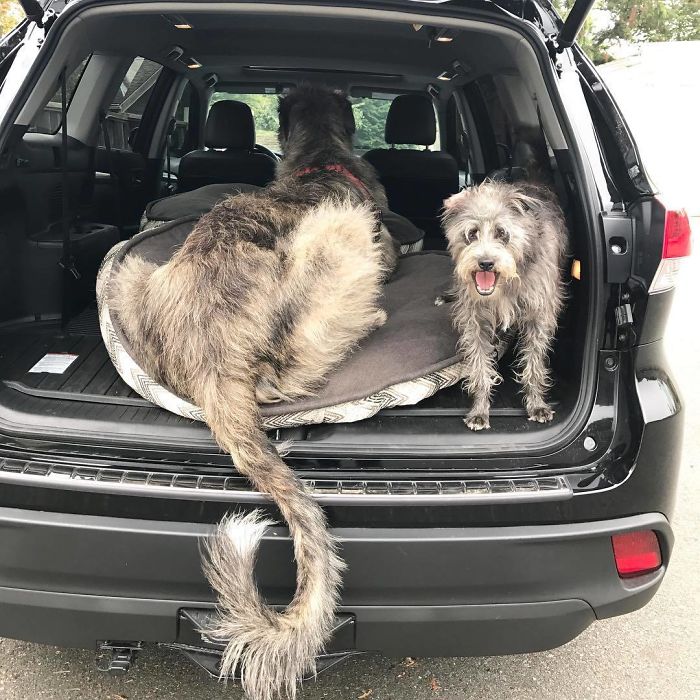 I Guess They Are Ready To Go