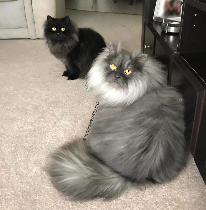 Meet Juno, The Cat With Better Hair Than All Of Us Meet Juno, The Cat With Better Hair Than All Of Us