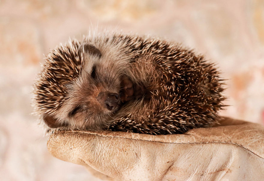Sleepy Hedgehog