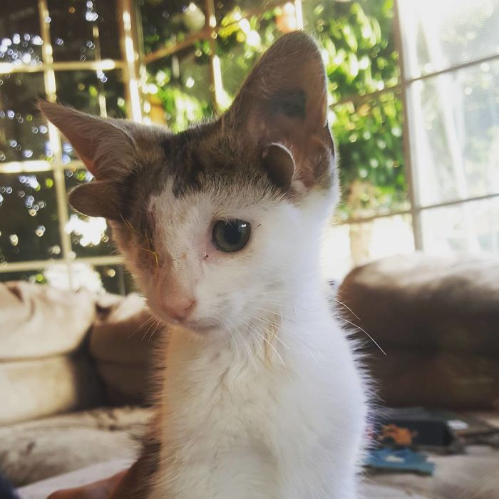 Rescue Kitty With 4 Ears And One Eye Escapes Misery After Finding His Forever Home Rescue Kitty With 4 Ears And One Eye Escapes Misery After Finding His Forever Home