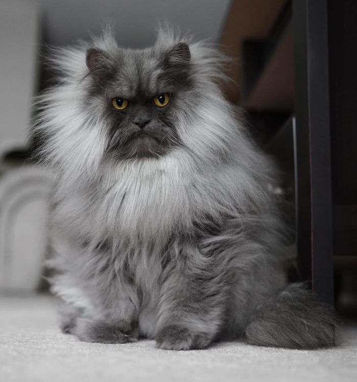 Meet Juno, The Cat With Better Hair Than All Of Us