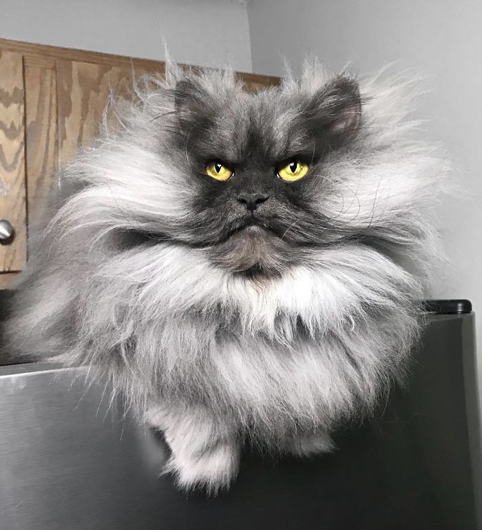 Meet Juno, The Cat With Better Hair Than All Of Us Meet Juno, The Cat With Better Hair Than All Of Us