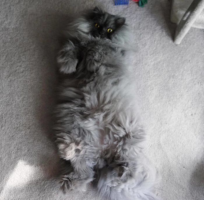 Meet Juno, The Cat With Better Hair Than All Of Us