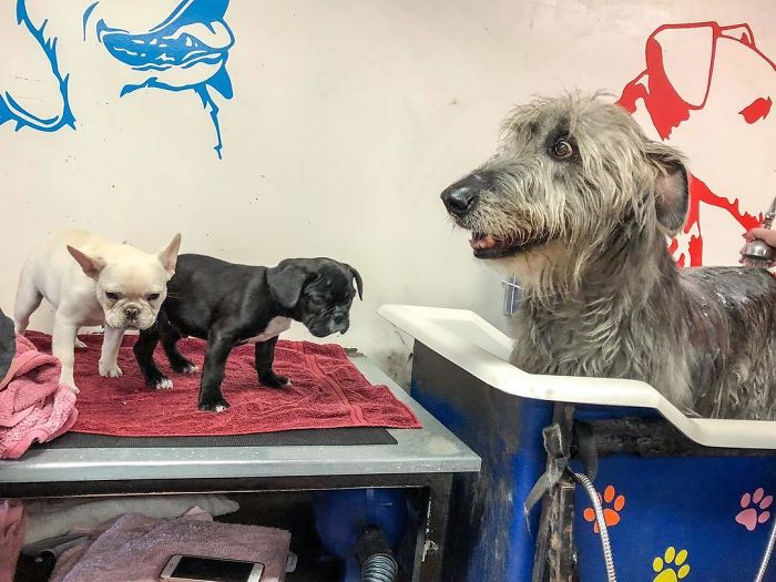 Galahad Getting A Bath