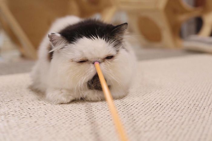 Meet Zuu - The Cat Who Embodies The Feeling When You Hear Your Alarm Clock Start Ringing Meet Zuu - The Cat Who Embodies The Feeling When You Hear Your Alarm Clock Start Ringing