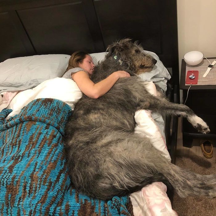 Not Only Is Tully A Bed Hog, He’s A Pillow Hog Too