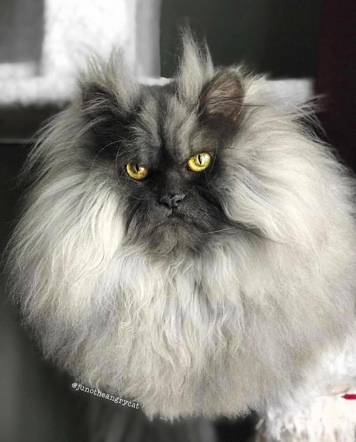 Meet Juno, The Cat With Better Hair Than All Of Us Meet Juno, The Cat With Better Hair Than All Of Us