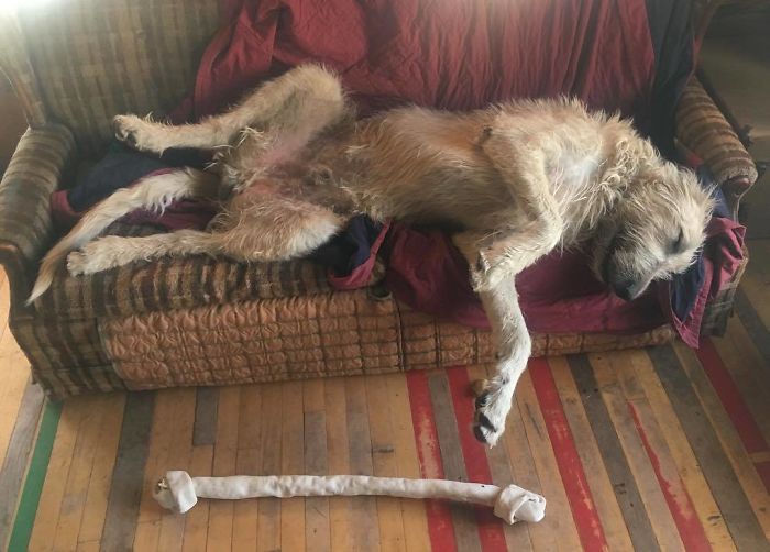 It’s Hard Work Chasing Cows. Got To Rest Up Until This Evening And Go Make The Rounds Again