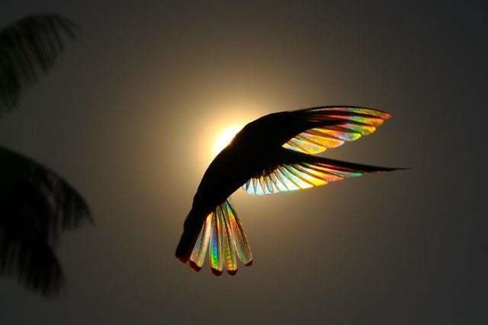 9 Magical Pictures Of Hummingbirds' Wings Shining Like Rainbows