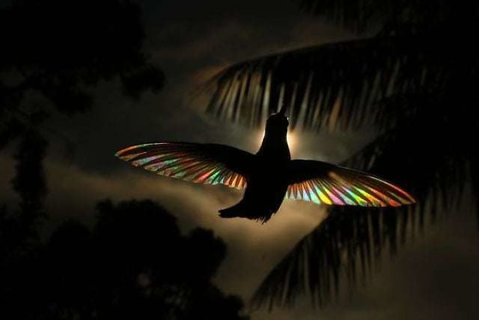9 Magical Pictures Of Hummingbirds' Wings Shining Like Rainbows